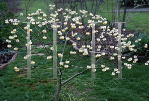 Picture of Edgeworthia chrysantha 