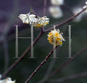 Picture of Edgeworthia papyrifera 