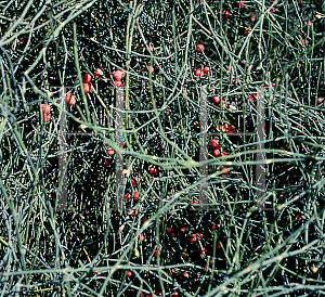 Picture of Ephedra americana 