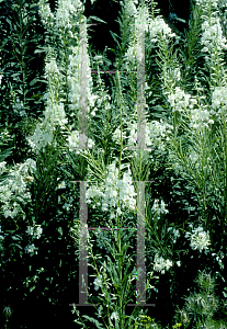 Picture of Epilobium angustifolium 'Album'