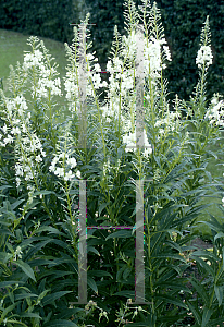 Picture of Epilobium angustifolium 'Album'