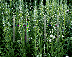 Picture of Epilobium angustifolium 'Album'