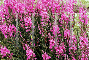 Picture of Epilobium hirsutum 