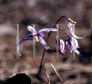 Picture of Epimedium brachyrizzum 