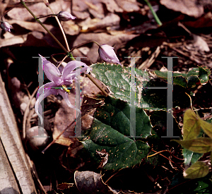 Picture of Epimedium brachyrizzum 