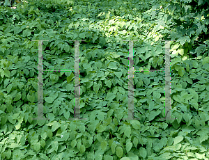 Picture of Epimedium grandiflorum 