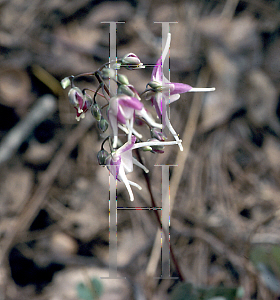 Picture of Epimedium grandiflorum 