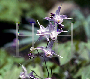 Picture of Epimedium grandiflorum 'Lilafee'