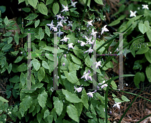 Picture of Epimedium grandiflorum 'Lilafee'