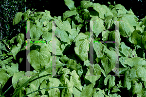 Picture of Epimedium grandiflorum 