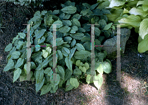 Picture of Epimedium leptorrhizum 