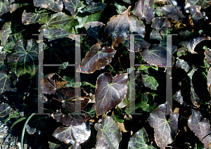 Picture of Epimedium x perralchicum 'Frohnleiten'