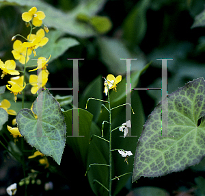 Picture of Epimedium x perralchicum 'Frohnleiten'