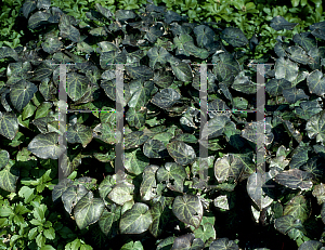 Picture of Epimedium x perralchicum 'Frohnleiten'