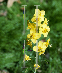 Picture of Epimedium x perralchicum 'Frohnleiten'