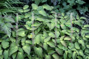 Picture of Epimedium x rubrum 