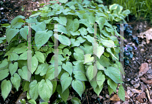 Picture of Epimedium x rubrum 