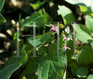 Picture of Epimedium x rubrum 