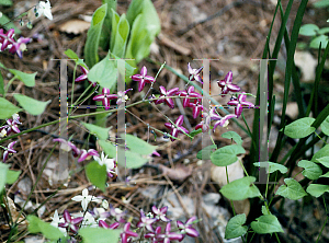 Picture of Epimedium x rubrum 