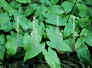 Picture of Epimedium sagittatum 