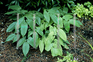 Picture of Epimedium sagittatum 