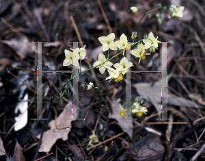 Picture of Epimedium x versicolor 'Sulphureum'