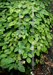 Picture of Epimedium x versicolor 'Sulphureum'