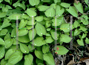 Picture of Epimedium x warleyense 