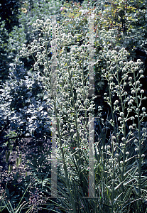 Picture of Eryngium eburneum 