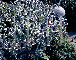 Picture of Eryngium giganteum 