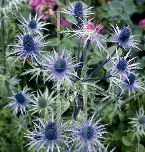 Picture of Eryngium x oliverianum 