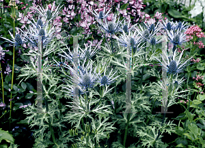 Picture of Eryngium x oliverianum 