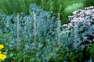 Picture of Eryngium planum 