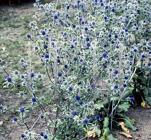 Picture of Eryngium planum 'Tetra Petra'