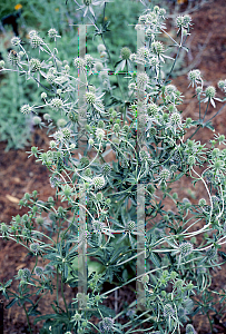 Picture of Eryngium planum 