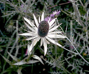 Picture of Eryngium proteiflorum 