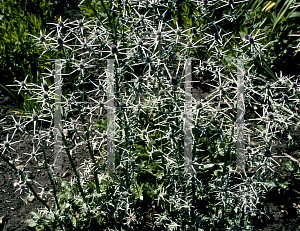 Picture of Eryngium serbicum 