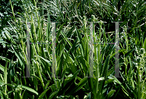 Picture of Eryngium serra 