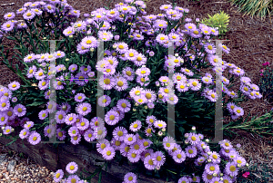 Picture of Erigeron speciosus 'Prosperity'