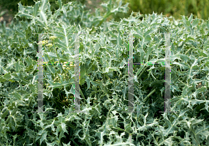 Picture of Eryngium spinalba 