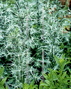 Picture of Eryngium tricuspidatum 