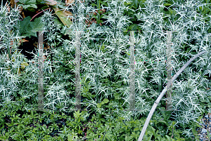 Picture of Eryngium tricuspidatum 