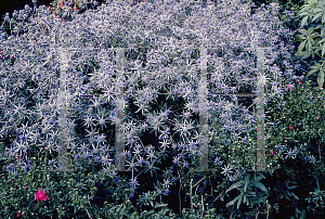 Picture of Eryngium x tripartitum 