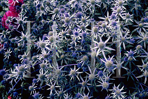 Picture of Eryngium x tripartitum 