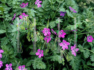 Picture of Erodium manescavii 