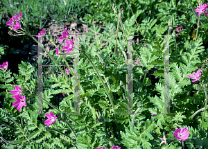 Picture of Erodium manescavii 