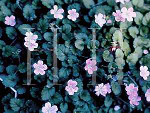 Picture of Erodium reichardii 'Roseum'