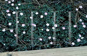 Picture of Erodium reichardii 'Roseum'