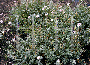 Picture of Erodium rupestre 