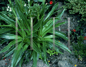 Picture of Eryngium agavifolium 